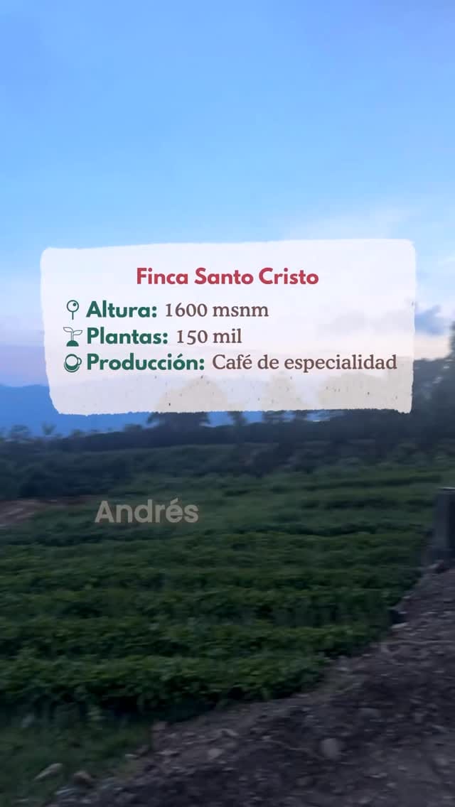 Post 3 by Boconó Specialty Coffee on Instagram (video)
