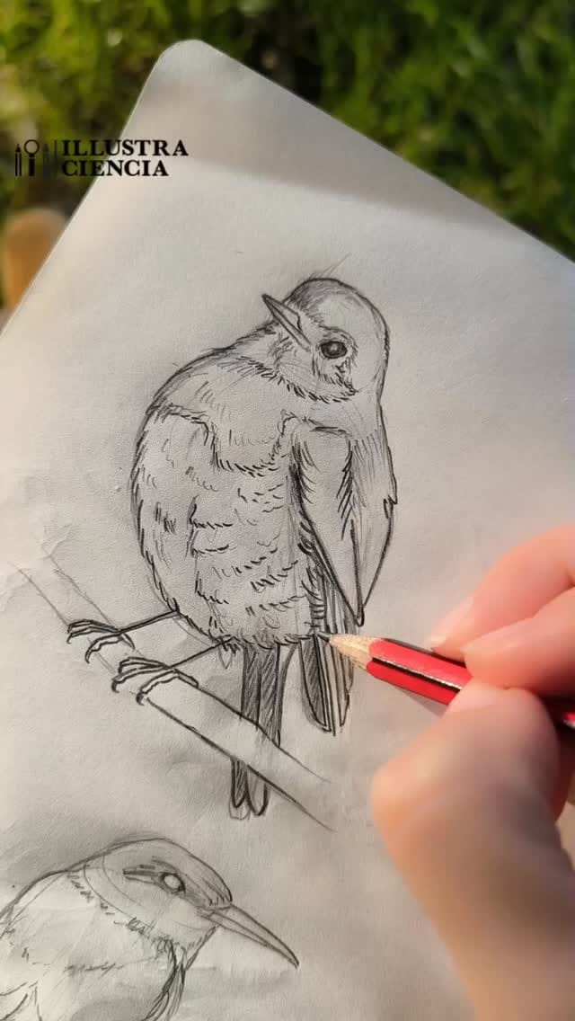 Post 6 by ILLUSTRACIENCIA on Instagram (video)