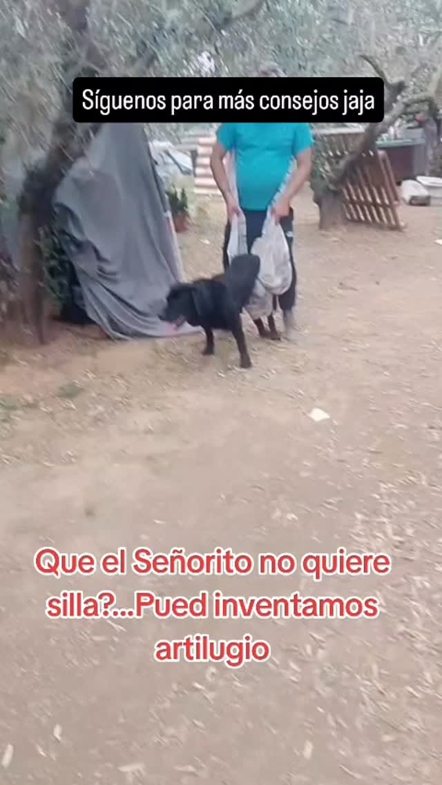 Post 2 by Refugio Orejotas on Instagram (video)