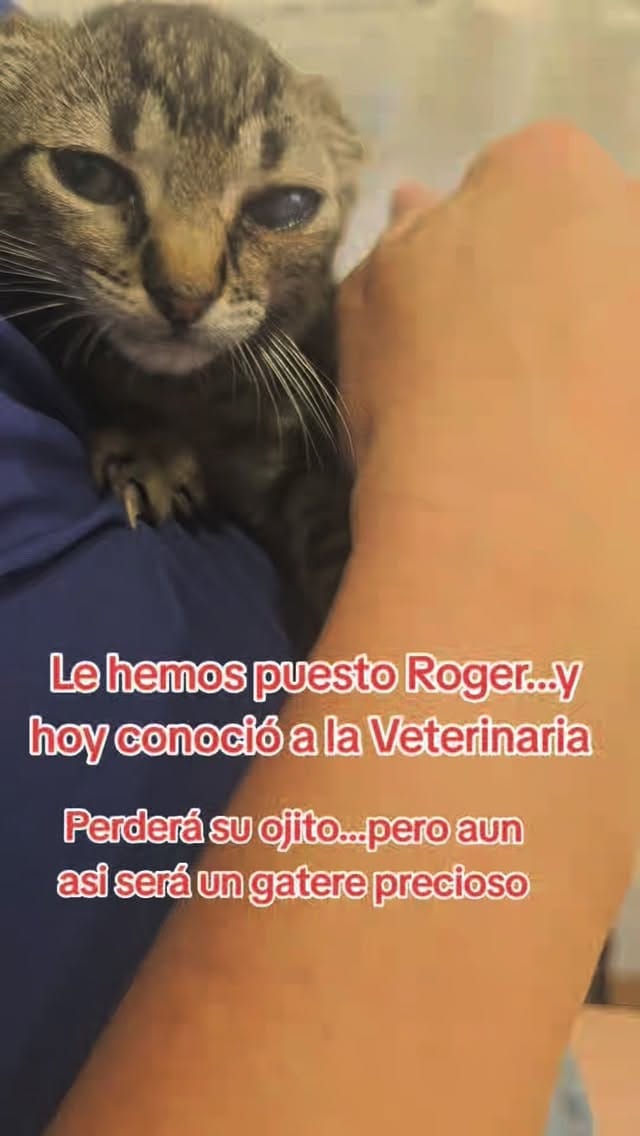 Post 7 by Refugio Orejotas on Instagram (video)