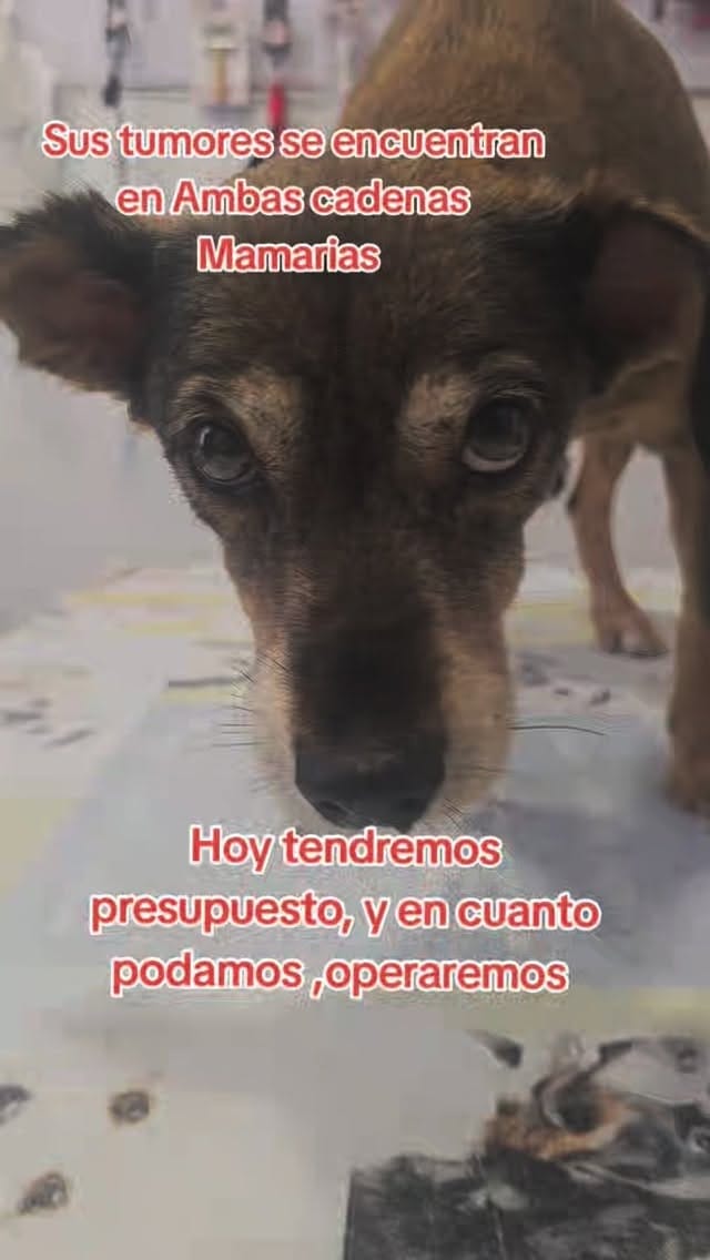 Post 3 by Refugio Orejotas on Instagram (video)