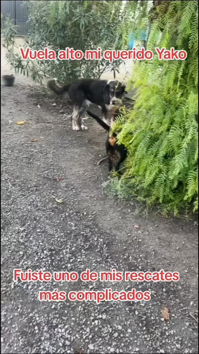 Post 8 by Refugio Orejotas on Instagram (video)