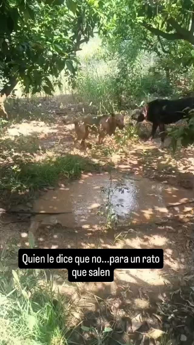 Post 10 by Refugio Orejotas on Instagram (video)