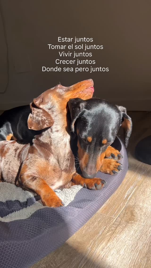 Post 5 by 𝐕𝐚𝐥𝐞𝐧𝐭𝐢́𝐧 𝐲 𝐏𝐥𝐚́𝐭𝐚𝐧𝐨 ❤️‍🔥 | 𝑇𝑒𝑐𝑘𝑒𝑙 on Instagram (video)