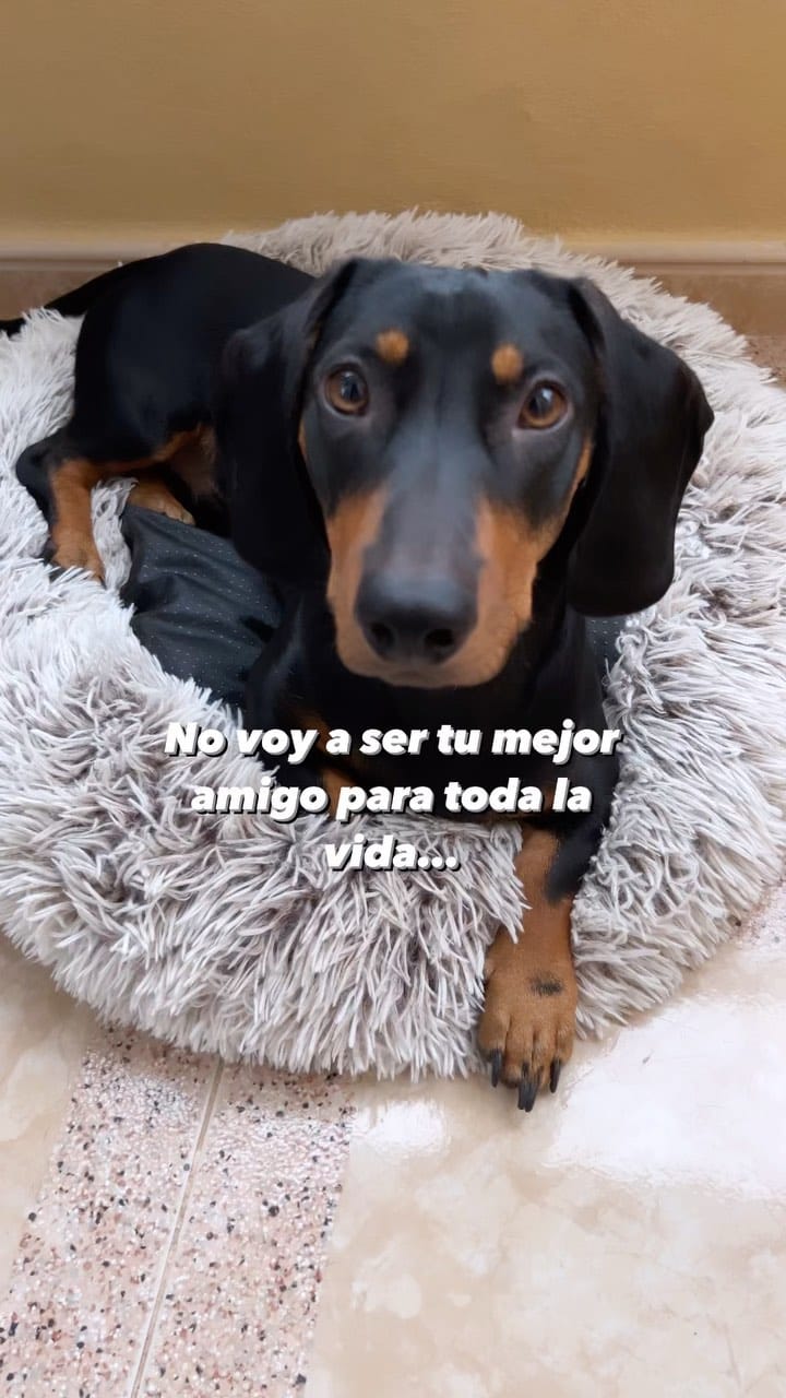Post 10 by 𝐕𝐚𝐥𝐞𝐧𝐭𝐢́𝐧 𝐲 𝐏𝐥𝐚́𝐭𝐚𝐧𝐨 ❤️‍🔥 | 𝑇𝑒𝑐𝑘𝑒𝑙 on Instagram (video)