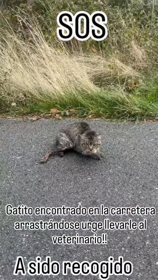 Post 3 by Trespatitas on Instagram (video)