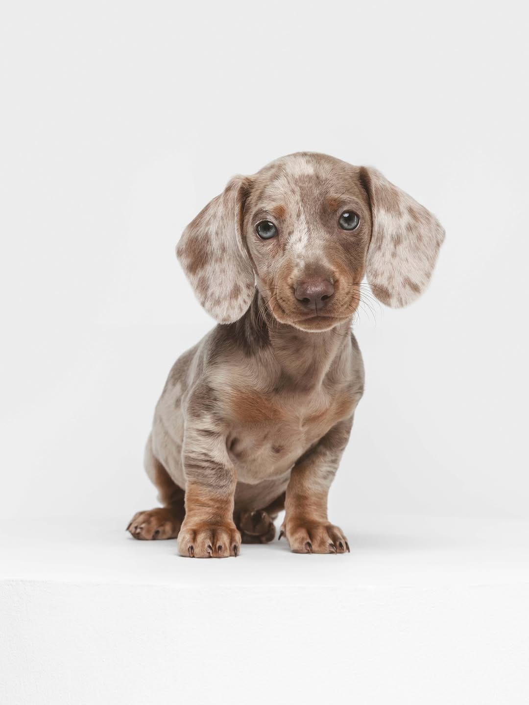 Post 4 by Carlina Gea | Fotografía Muy Animal on Instagram (image)