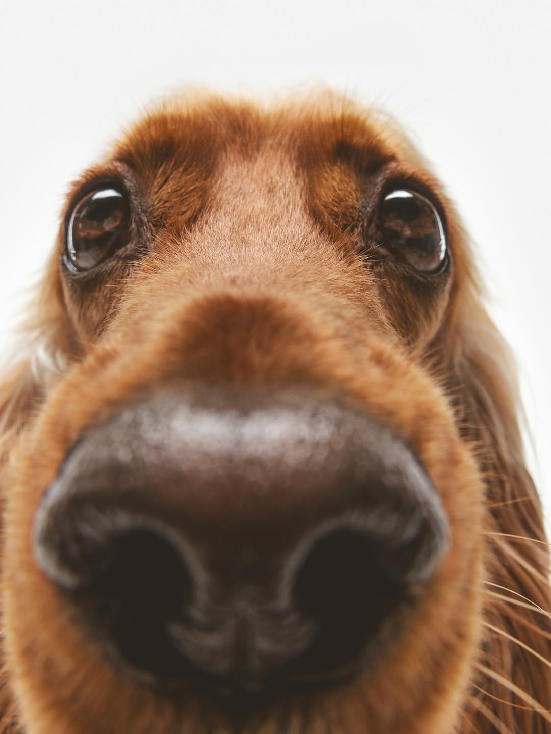 Post 3 by Carlina Gea | Fotografía Muy Animal on Instagram (image)