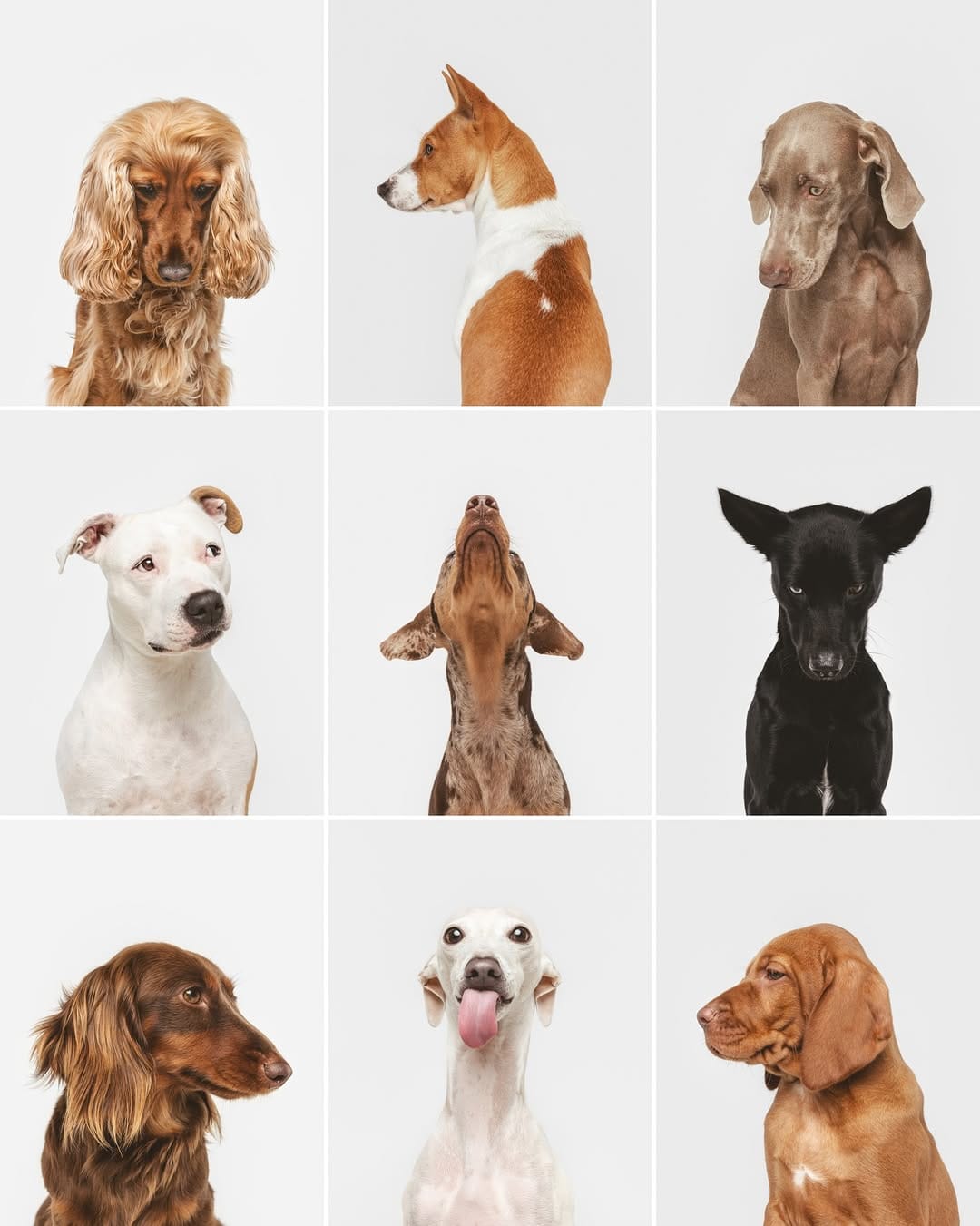 Post 9 by Carlina Gea | Fotografía Muy Animal on Instagram (carousel)