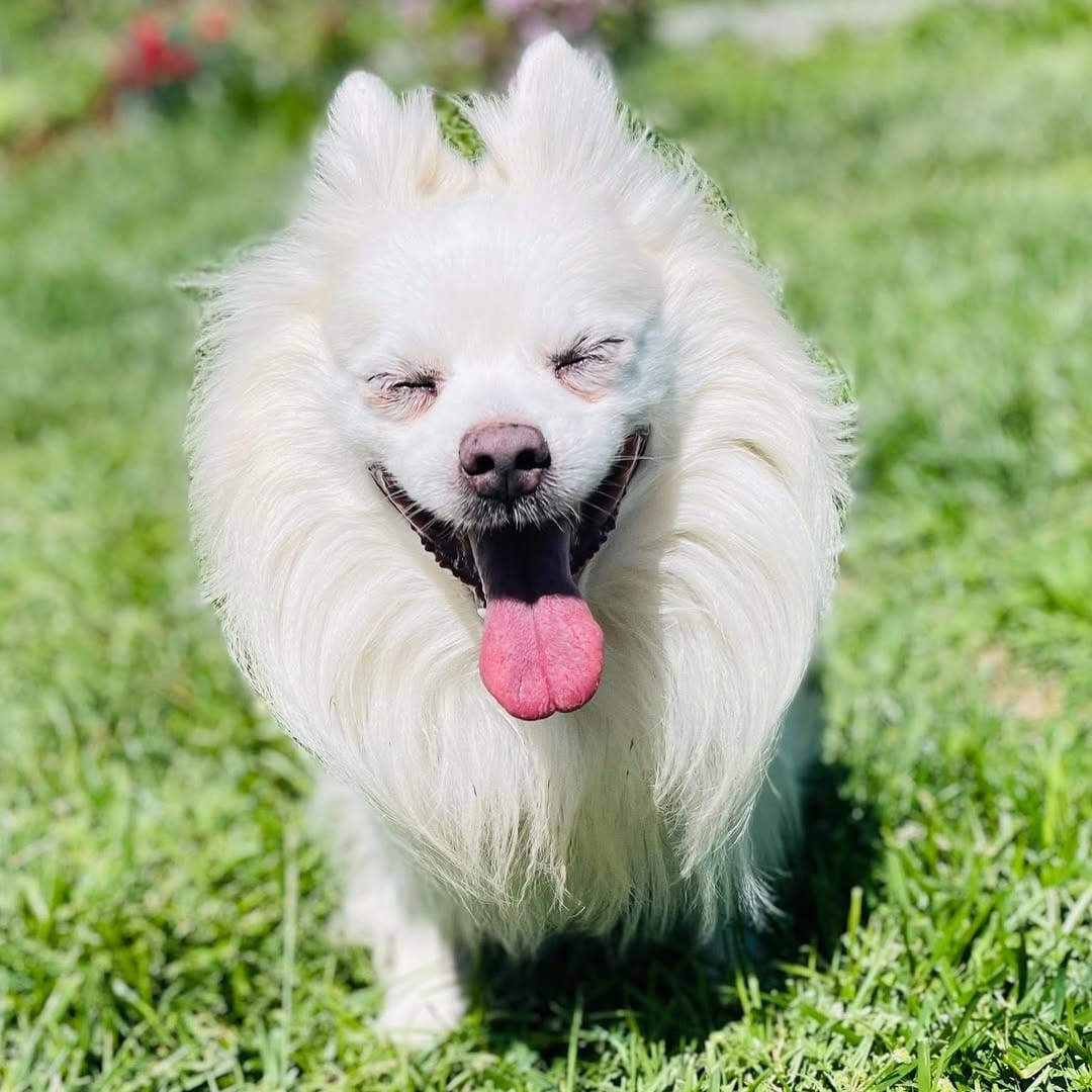 Post 3 by MATICA Animal Rescue 🐾 on Instagram (carousel)