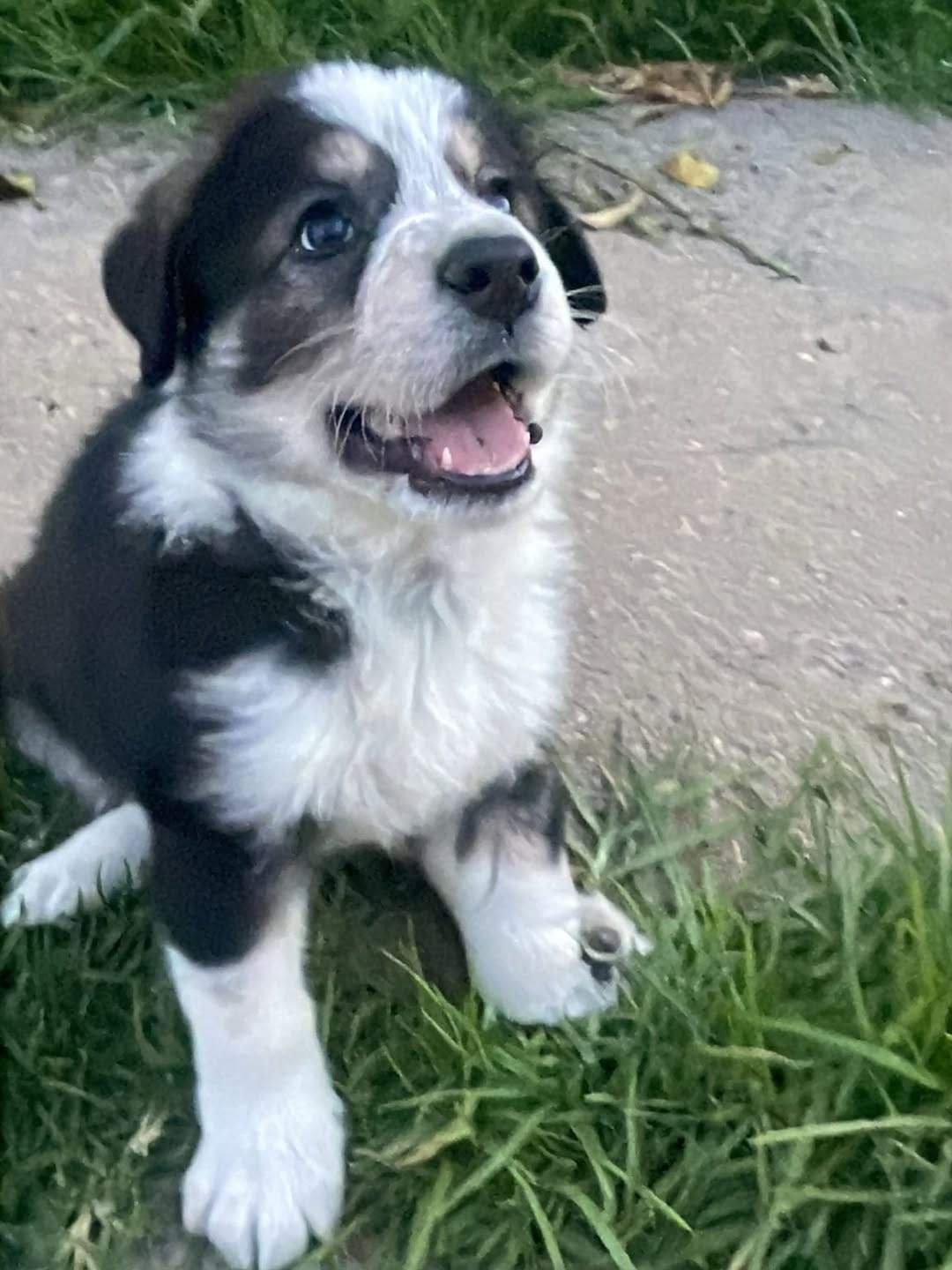 Post 10 by MATICA Animal Rescue 🐾 on Instagram (carousel)