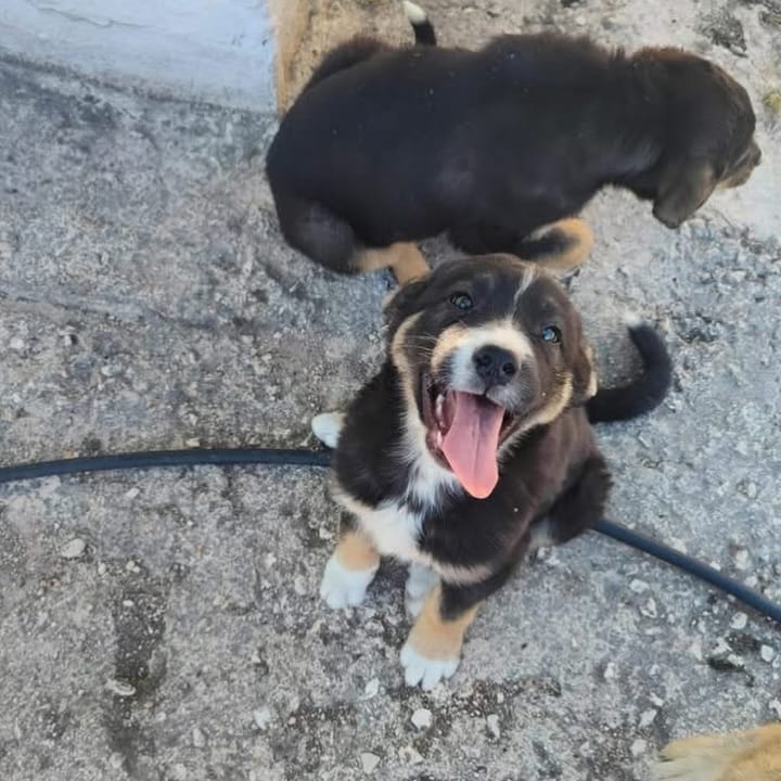Post 6 by MATICA Animal Rescue 🐾 on Instagram (carousel)