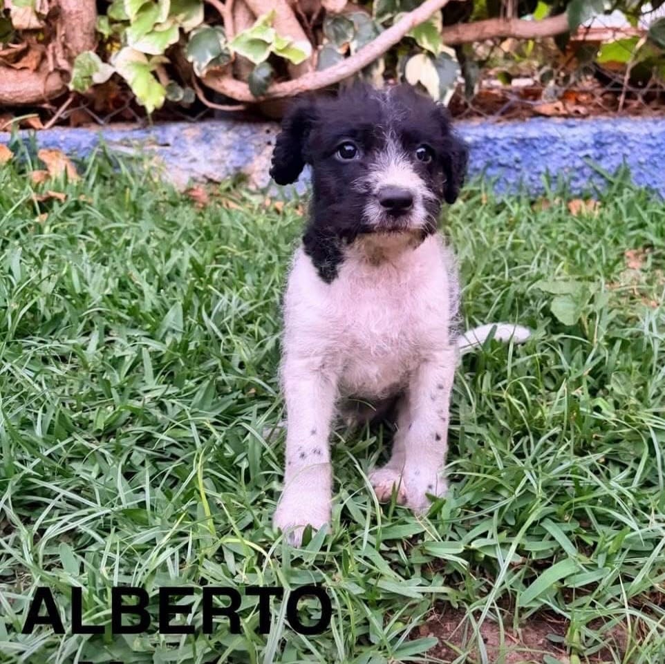 Post 4 by MATICA Animal Rescue 🐾 on Instagram (carousel)