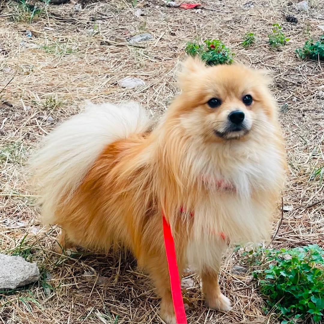 Post 5 by MATICA Animal Rescue 🐾 on Instagram (carousel)