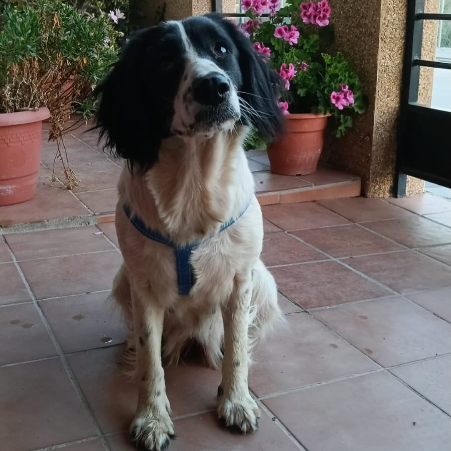Post 9 by MATICA Animal Rescue 🐾 on Instagram (carousel)