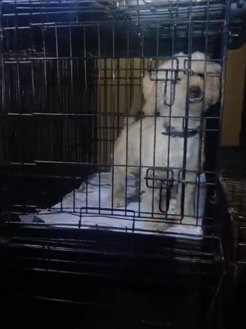 Post 3 by AXLA: Amig@s X Los Animales on Instagram (carousel)