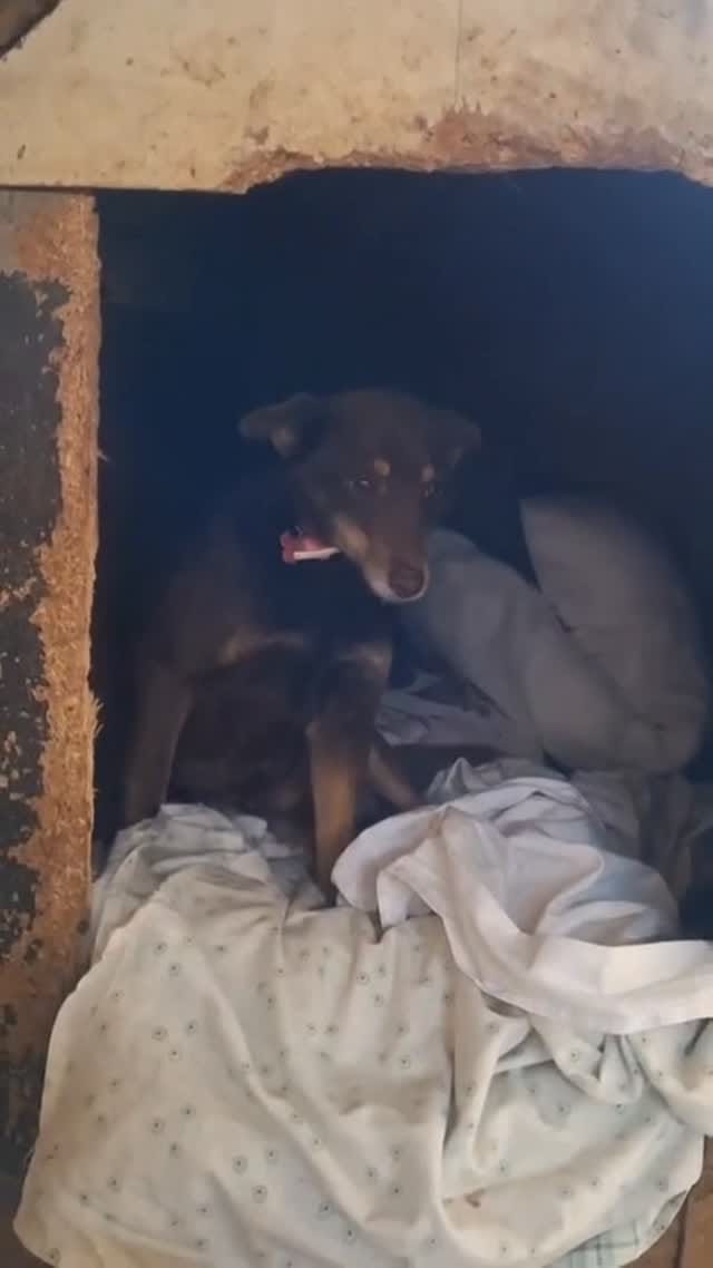 Post 10 by AXLA: Amig@s X Los Animales on Instagram (video)