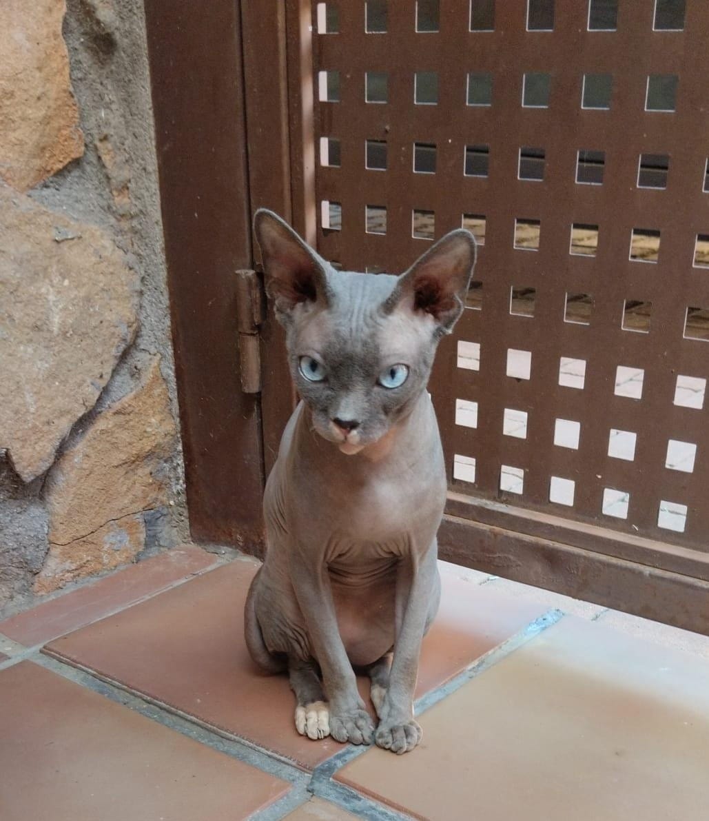 Post 6 by AXLA: Amig@s X Los Animales on Instagram (carousel)