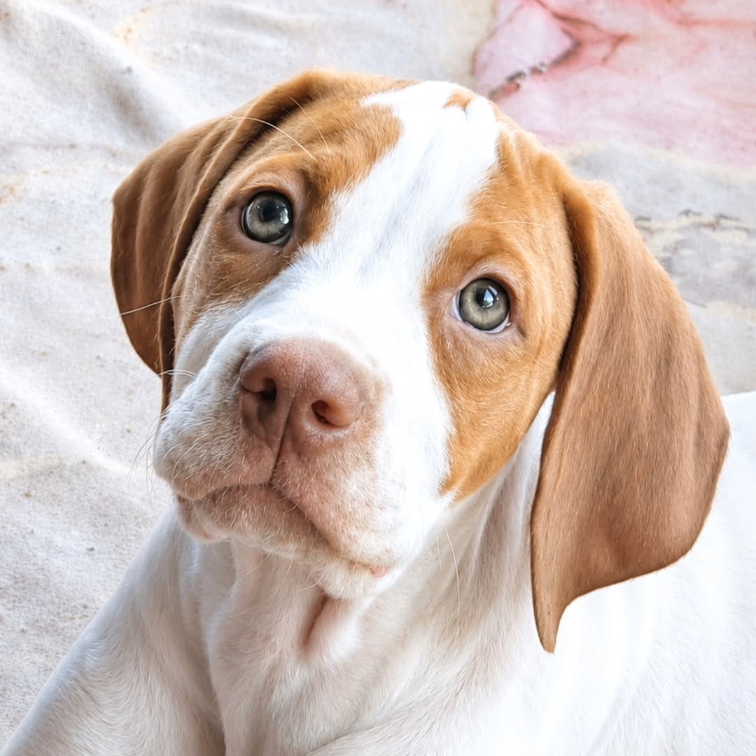 Post 9 by AXLA: Amig@s X Los Animales on Instagram (carousel)