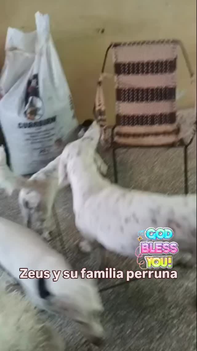 Post 6 by 𝐏𝐫𝐨𝐭𝐞𝐜𝐜𝐢𝐨𝐧𝐢𝐬𝐭𝐚𝐬 𝐥𝐚 𝐆𝐫𝐚𝐧𝐣𝐚 on Instagram (video)