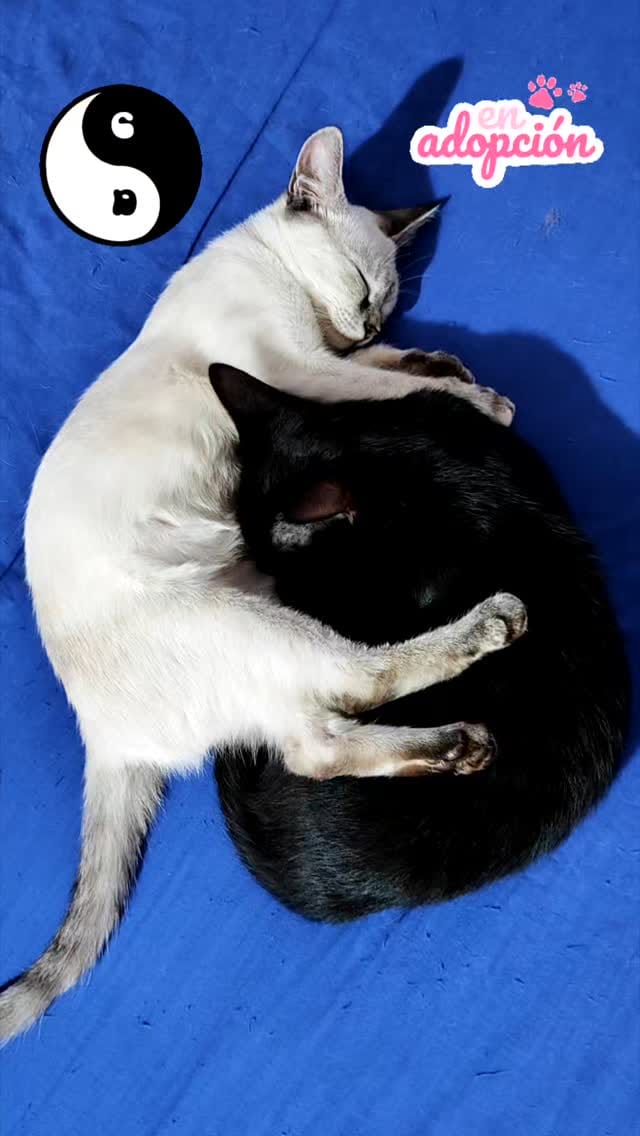 Post 10 by 𝐏𝐫𝐨𝐭𝐞𝐜𝐜𝐢𝐨𝐧𝐢𝐬𝐭𝐚𝐬 𝐥𝐚 𝐆𝐫𝐚𝐧𝐣𝐚 on Instagram (video)
