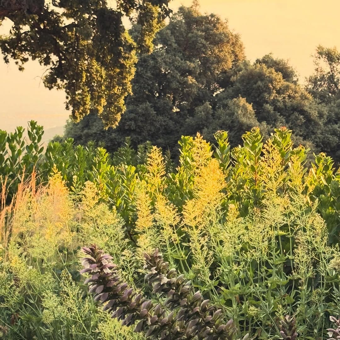 Post 10 by LOCUS LANDSCAPE ARCHITECTURE on Instagram (image)