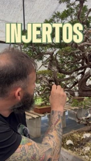 Post 5 by BonsaiSense | Escuela y Vivero de Bonsái ✂️🌳 on Instagram (video)