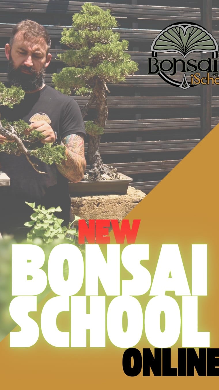 Post 10 by BonsaiSense | Escuela y Vivero de Bonsái ✂️🌳 on Instagram (video)