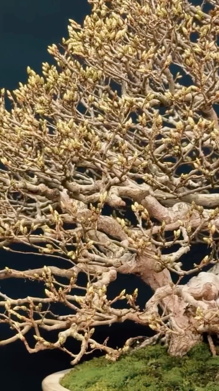 Post 7 by BonsaiSense | Escuela y Vivero de Bonsái ✂️🌳 on Instagram (video)