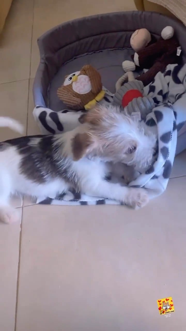 Post 4 by Gustavo Leguia on Instagram (video)