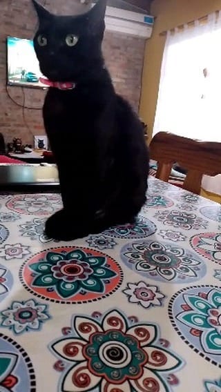 Post 6 by Gabriela alvornoz on Instagram (video)