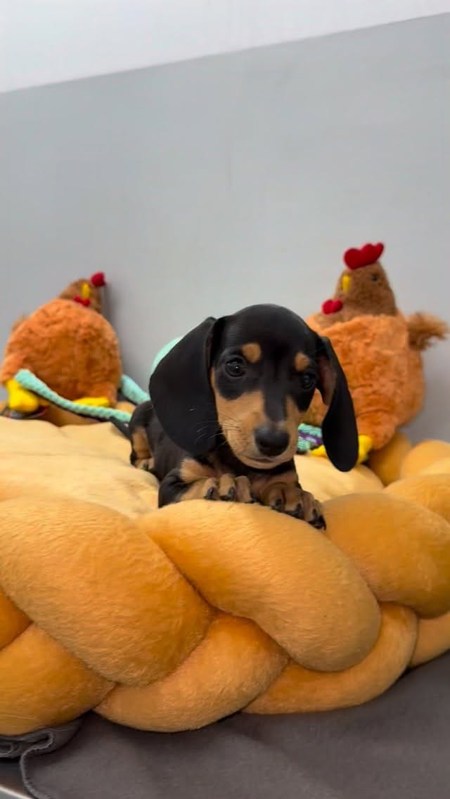 Post 4 by CLINICA VETERINARIA CHIPET on Instagram (video)