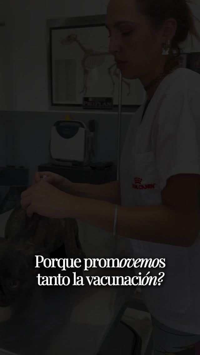 Post 1 by CLINICA VETERINARIA CHIPET on Instagram (video)
