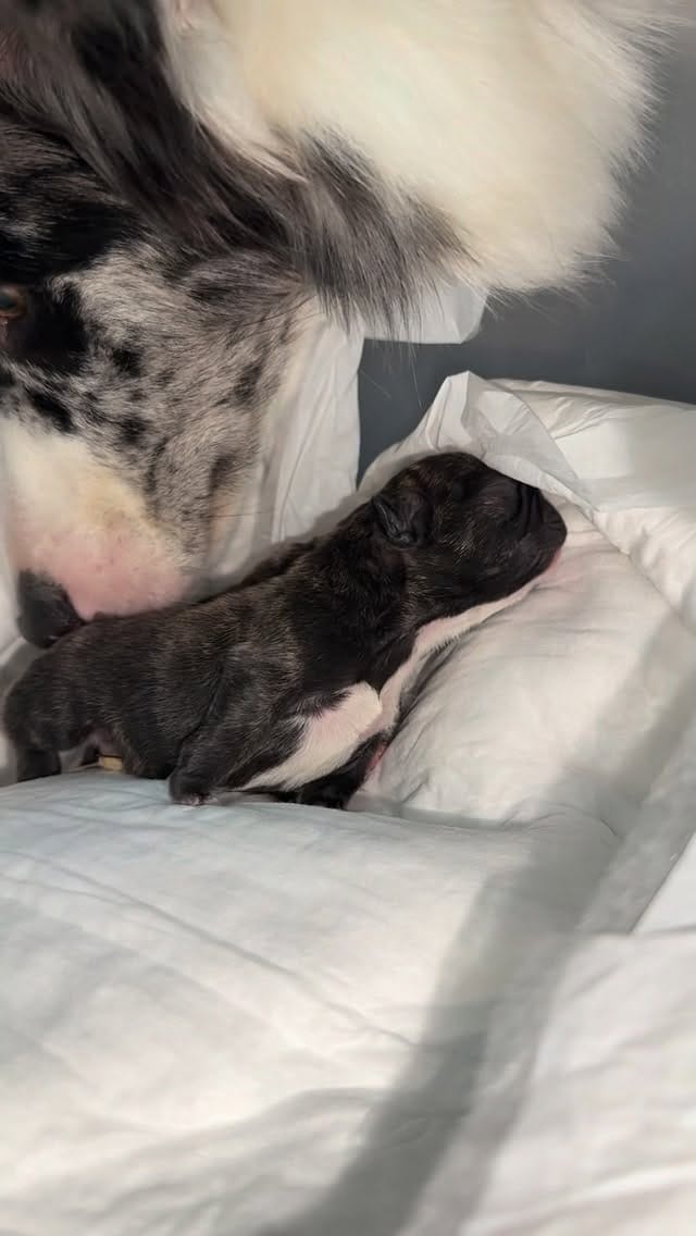 Post 5 by CLINICA VETERINARIA CHIPET on Instagram (video)