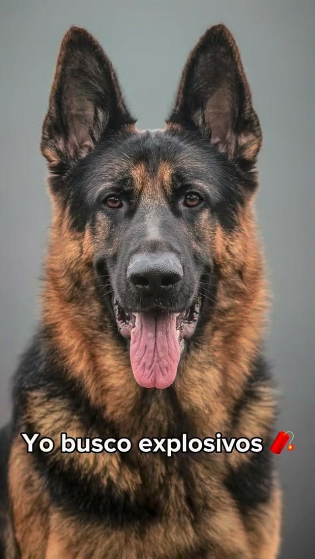 Post 6 by CLINICA VETERINARIA CHIPET on Instagram (video)