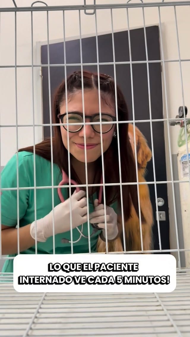 Post 3 by CLINICA VETERINARIA CHIPET on Instagram (video)