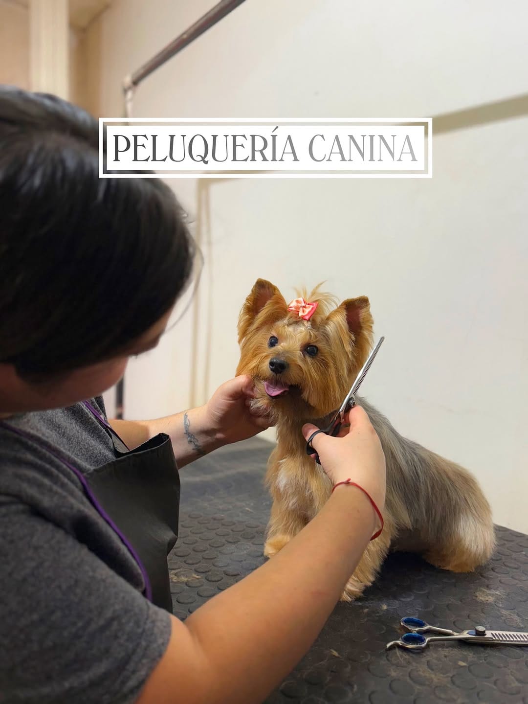 Post 7 by CLINICA VETERINARIA CHIPET on Instagram (image)