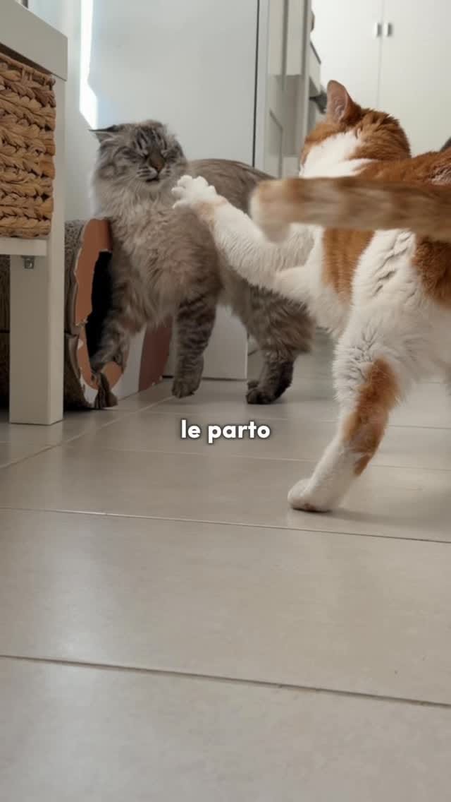 Post 2 by Desirèe Olmeda on Instagram (video)