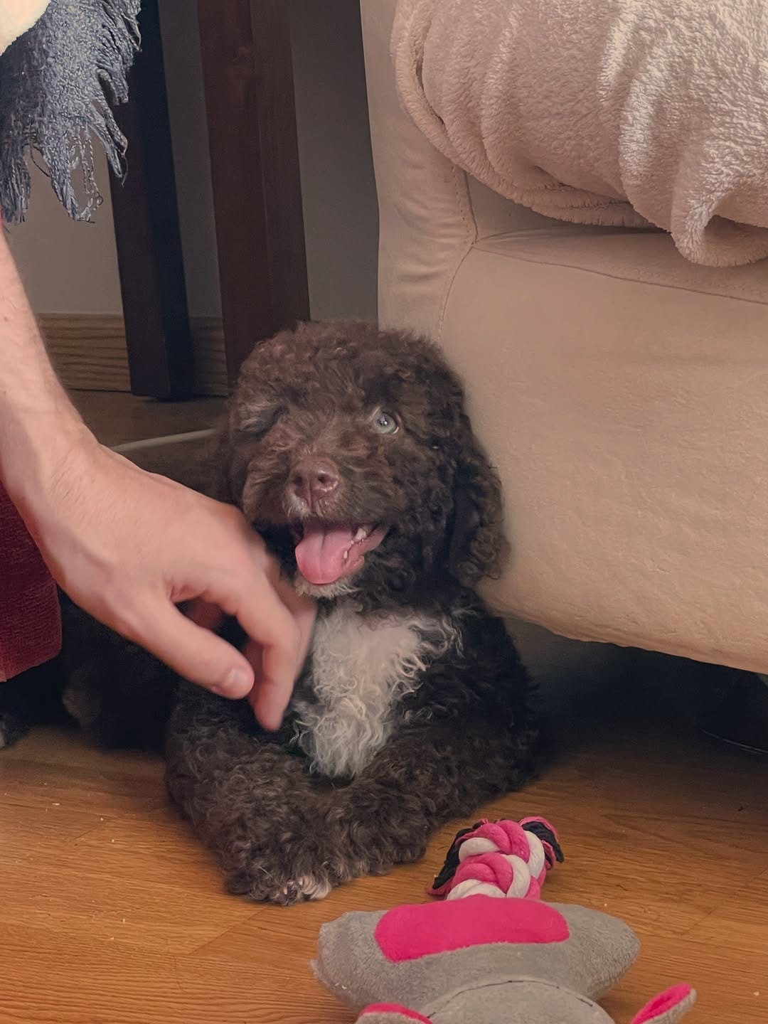 Post 2 by Turco, Summer, Mochi🧸 on Instagram (carousel)