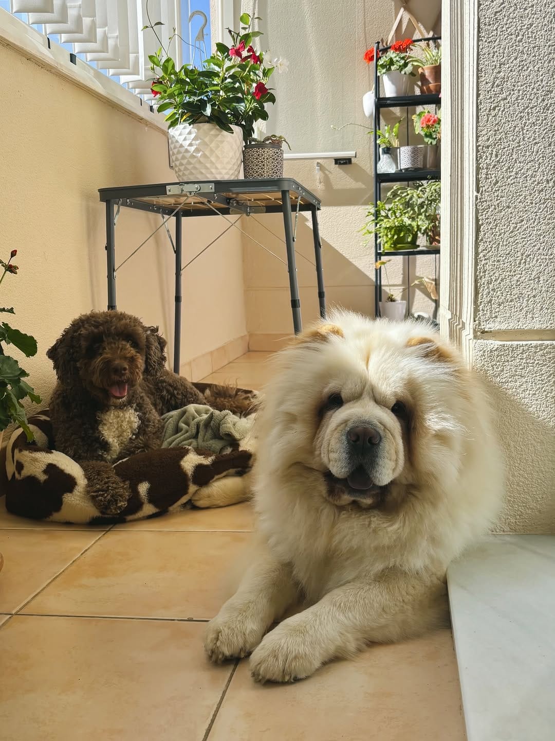 Post 6 by Turco, Summer, Mochi🧸 on Instagram (image)