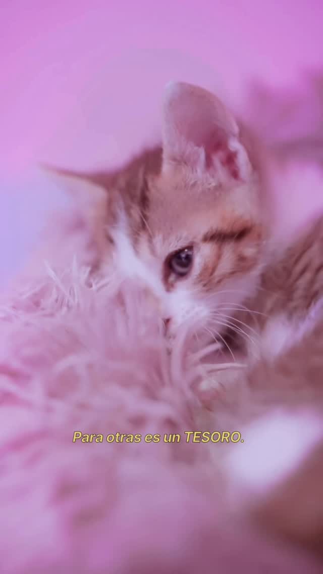 Post 5 by 𝔅𝔢𝔫𝔡𝔦𝔱𝔞 ✦ 𝔐𝔞𝔩𝔡𝔦𝔱𝔞 on Instagram (video)
