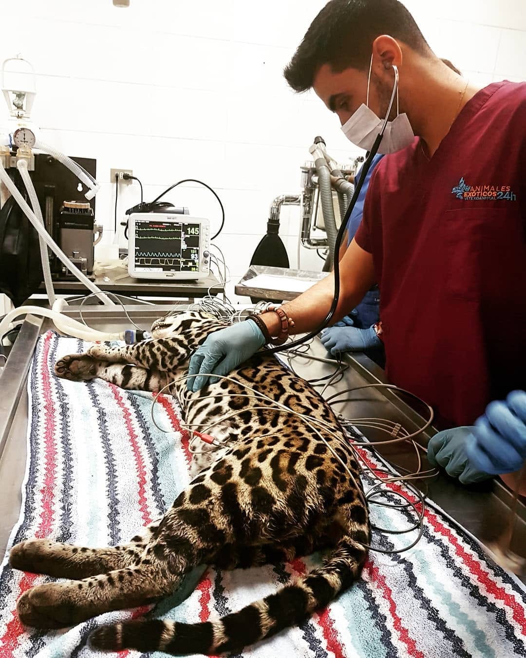 Post 10 by Javi Fernández Vet  Exóticos on Instagram (image)