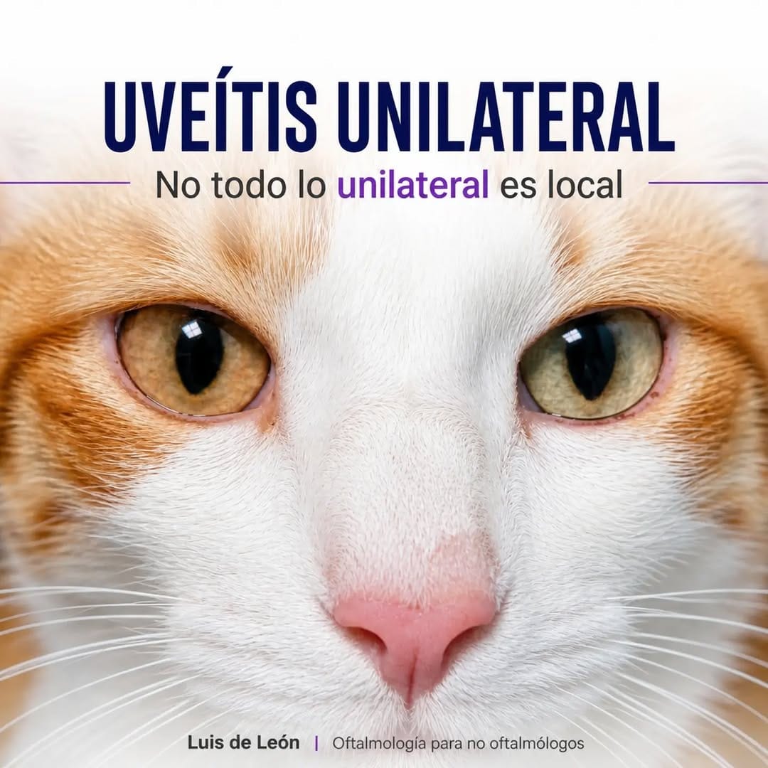 Post 5 by Luis De Leon / Oftalmólogo - Veterinario on Instagram (carousel)
