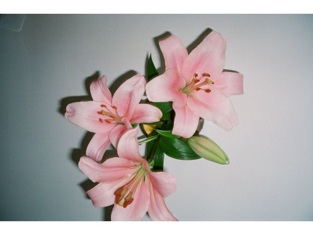 Post 5 by Esperanza Moya on Instagram (image)