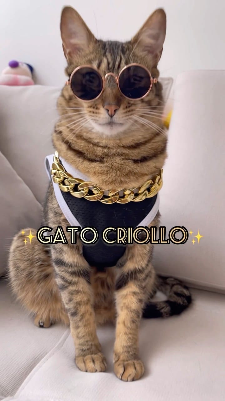 Post 10 by Totoro y Luna on Instagram (video)