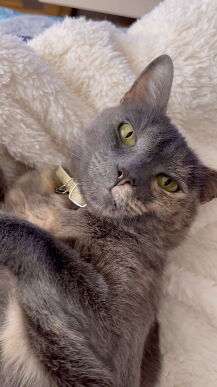 Post 9 by Totoro y Luna on Instagram (video)