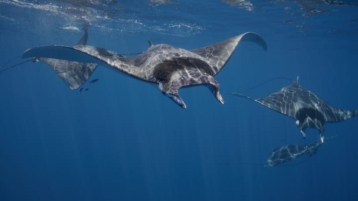 Post 8 by David Serradell 🦈 on Instagram (carousel)