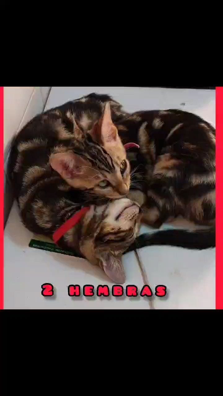 Post 9 by mundobengala on Instagram (video)