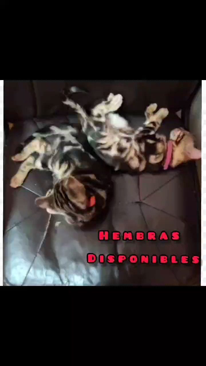 Post 10 by mundobengala on Instagram (video)