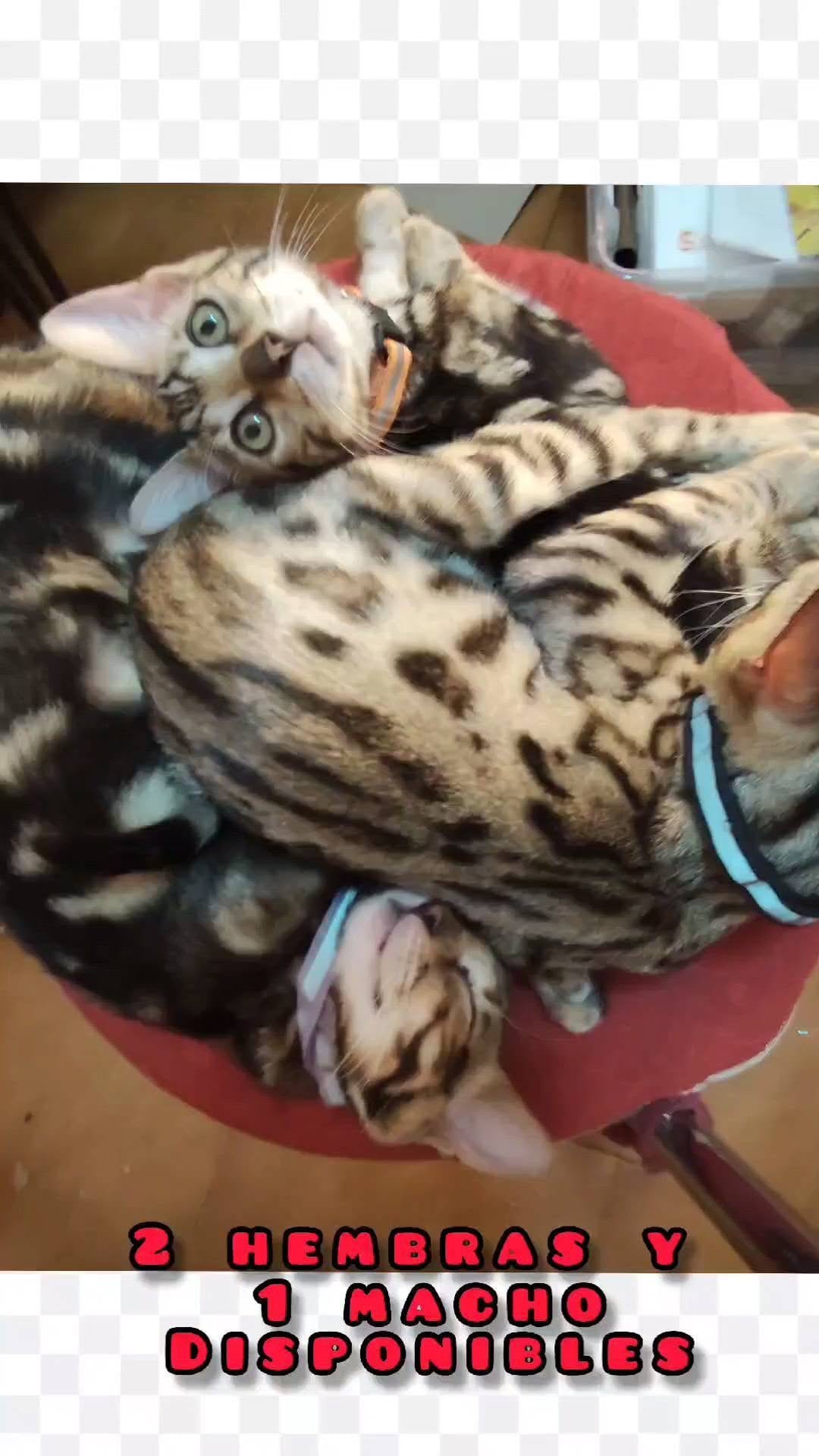 Post 7 by mundobengala on Instagram (video)